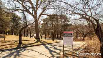 You may have to view High Park's cherry blossoms virtually again. Here's why that could be a good thing