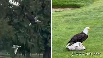 Bald Eagle Hunts Down And Eats Seagull On Golf Course, Insane Video!