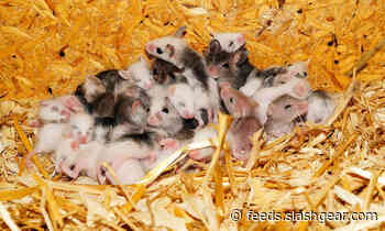 Mice have a brain circuit preventing them from choosing sick mates
