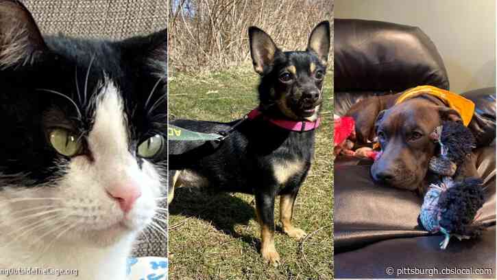 Furry Tails: Rainbow, Charlie And Timber Are Waiting For Forever Homes