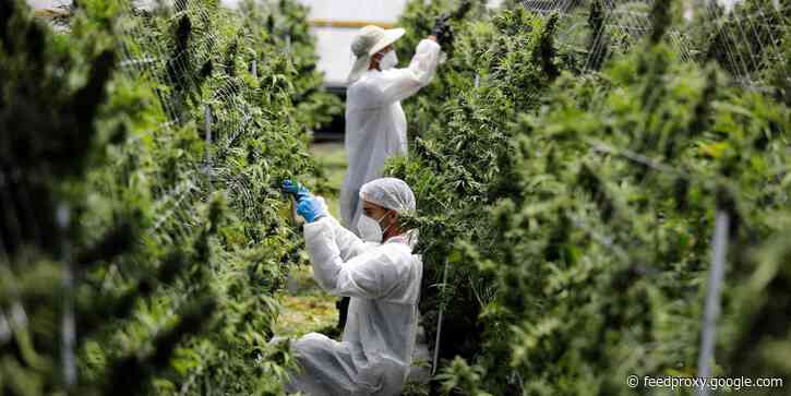 Insider Cannabis: New York finally legalizes adult-use marijuana
