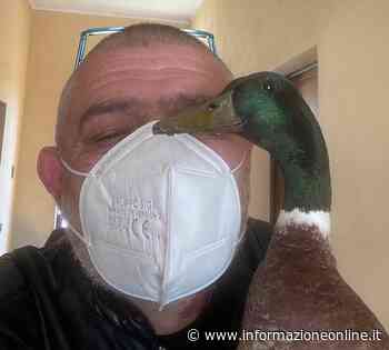 L’anatra vola via, ma il sindaco di Samarate la recupera - InformazioneOnline.it