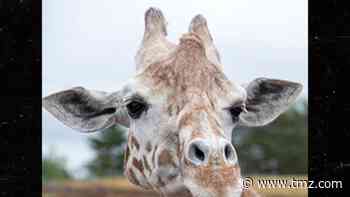 April the Giraffe, Viral Sensation of 2017, Dies at 20