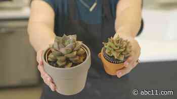 Baked Blooms bakery transforms cupcakes into flower bouquets