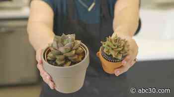 Baked Blooms bakery transforms cupcakes into flower bouquets