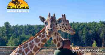 April the giraffe, who gave birth on a much-watched livestream in 2017, has died     - CNET