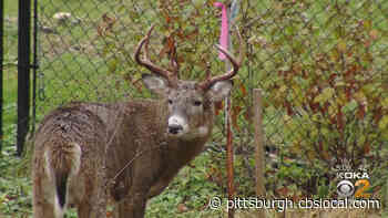 Pa. Hunters Set Record For Most Bucks Harvested During 2020-21 Deer Season