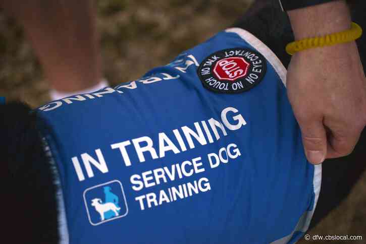 Service Dogs Making Huge Difference In Lives Of Veterans With PTSD
