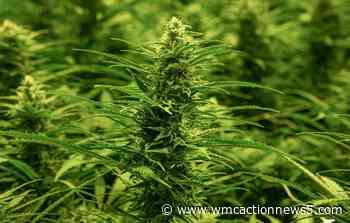 Mississippi health officials drafting regulations for medical marijuana - WMC
