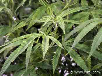 Medical marijuana backers renew push in NC as more states legalize weed - WRAL.com