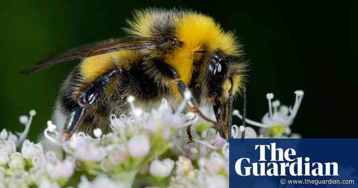 Country diary: mining bees are getting down to business