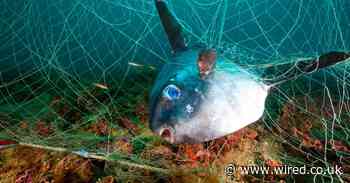 Can Netflix’s Seaspiracy really shock people into not eating fish?