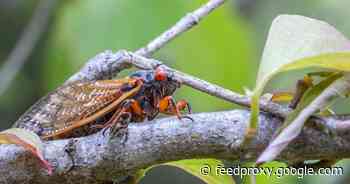 Billions of cicadas to emerge in US for first time in 17 years: What to know     - CNET