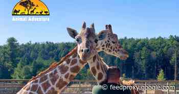 April the giraffe, who gave birth on a much-watched livestream in 2017, has died     - CNET