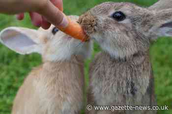 Colchester: pet shop Jollyes bans sale of rabbits over Easter