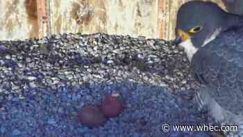 Rfalconcam announces Beauty has laid her second egg of 2021
