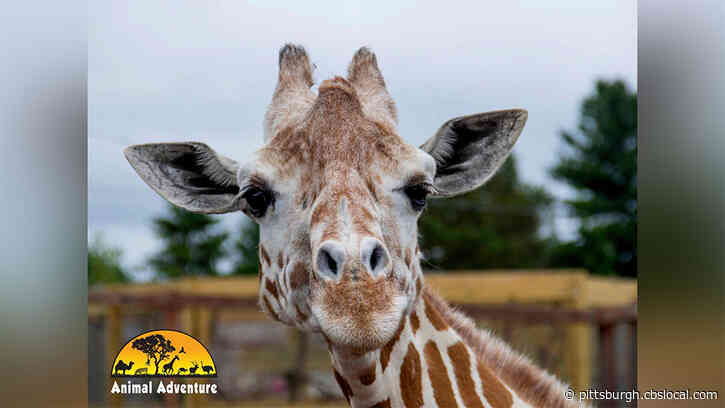 April The Giraffe, Who Became A Worldwide Sensation For Giving Birth In 2017, Has Died