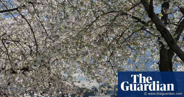 Early bloom of cherry blossoms in Washington DC point to climate crisis
