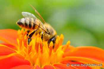 BEYOND LOCAL: A common soil pesticide cut wild bee reproduction by 89 per cent