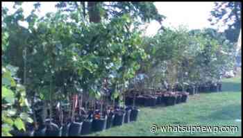 DEM, partners providing 1,000 free trees to Rhode Island residents this spring - What'sUpNewp