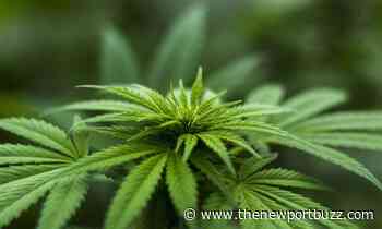 Rhode Island Senate leaders to introduce bill to legalize recreational marijuana - Newport Buzz