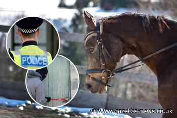 High Easter: Horse riding equipment worth thousands stolen