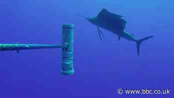 World’s largest ocean monitoring system BRUVS launched