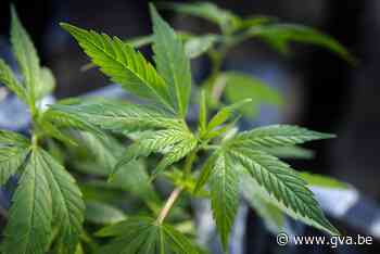 Cannabisplantage aangetroffen in Kalmthout, verdachte aangehouden - Gazet van Antwerpen