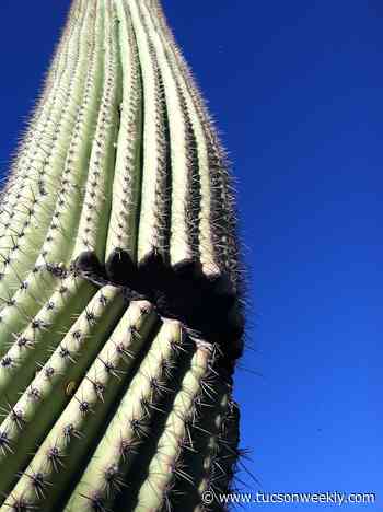 The Daily Saguaro, Saturday 4/3/21