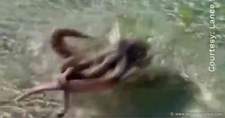 Watch: Octopus Creeps Up on Beachgoer, Launches Lightning-Quick Strike