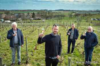 Geproefd: druiven voor schuimwijn van Optimbulles worden met voeten geplet - Het Belang van Limburg
