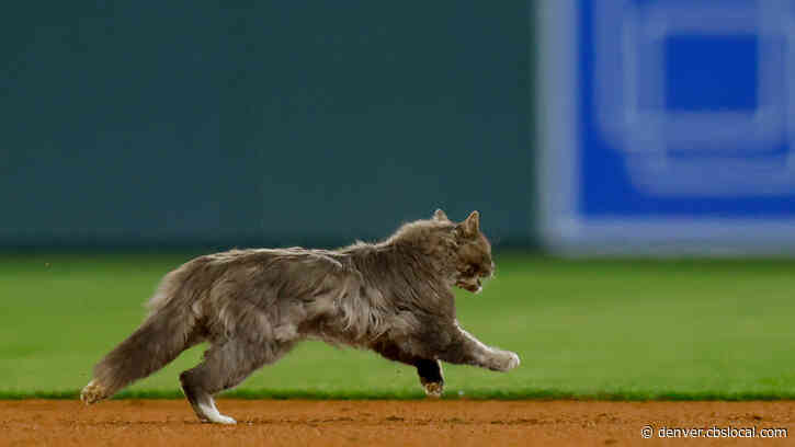 Fans Go Crazy As Cat Runs Across The Field During Rockies-Dodgers Game At Coors Field