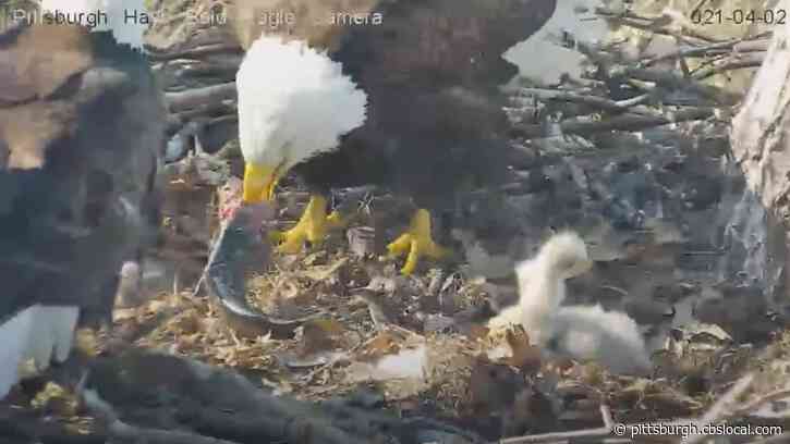 WATCH: Hays Bald Eagle Catches Live Trout, Takes It Back To Nest