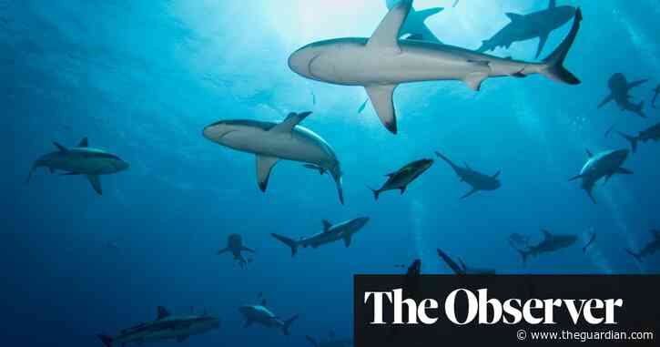 Below the surface: reports of rising shark attacks don't tell the whole story