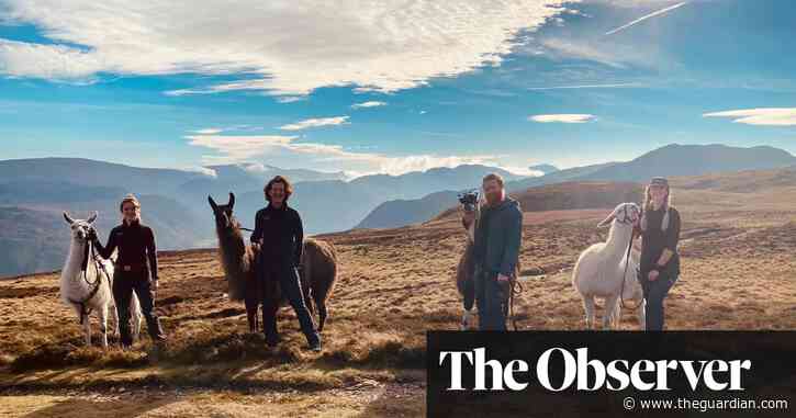 Do you fancy taking an alpaca for a walk? Then join the queue…