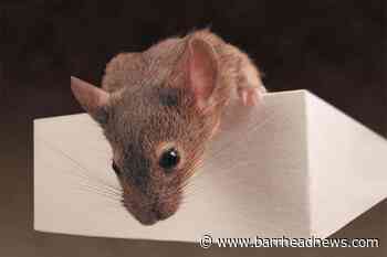 Male mice socially distance from sick females, research shows - Barrhead News