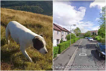Fears dog stolen from Barrhead garden after owner heard ‘van door slamming’ and other pooch ran back ins... - The Scottish Sun