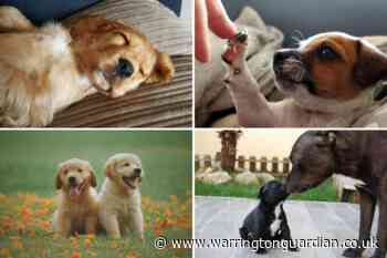 The dogs most vulnerable to theft in the UK - is your dog on the list?