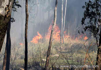 Panchkula: Fire breaks out in Bir Ghaggar forest area - The Tribune