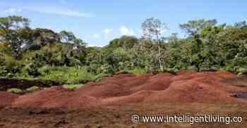 Coffee Pulp Boosts Forest Recovery Threefold - Intelligent Living