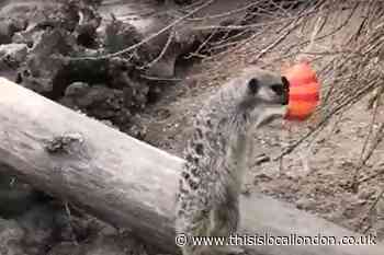 Cutest London Zoo animals on Easter egg hunt