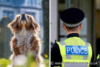 Dunmow: Police seize 27 dogs after investigating thefts