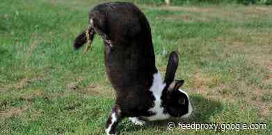 Unlike the Easter Bunny, these rabbits can't hop. Scientists have solved the mystery of the 'hand-standing' bunnies.