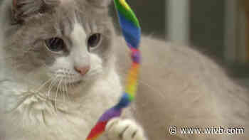 A local cafe is doing their part to help homeless cats find their furever home