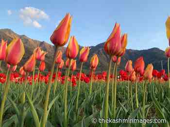 Tulip Festival concludes with focus on promoting culture, music, cuisine, handicrafts - Kashmir Images