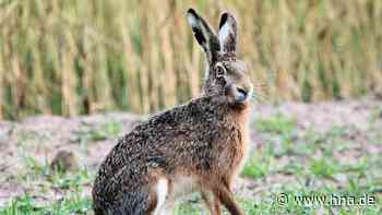 Hessen: Hasen-Bestände haben laut Jagdverband zugenommen - HNA.de