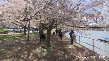 Drone footage shows Washington DC cherry blossoms at their peak