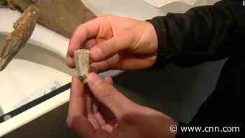 Boy makes 68 million-year-old discovery on hike
