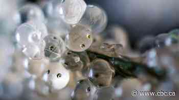 Scientists, First Nations team up in fresh attempt to revive struggling B.C. herring stocks