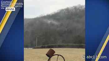 WATCH: Pollen billows through Tennessee forest, makes trees 'look like they're on fire'